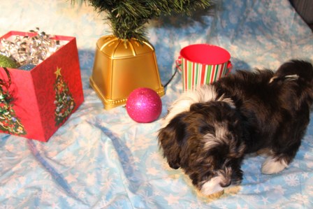 havanese-puppies